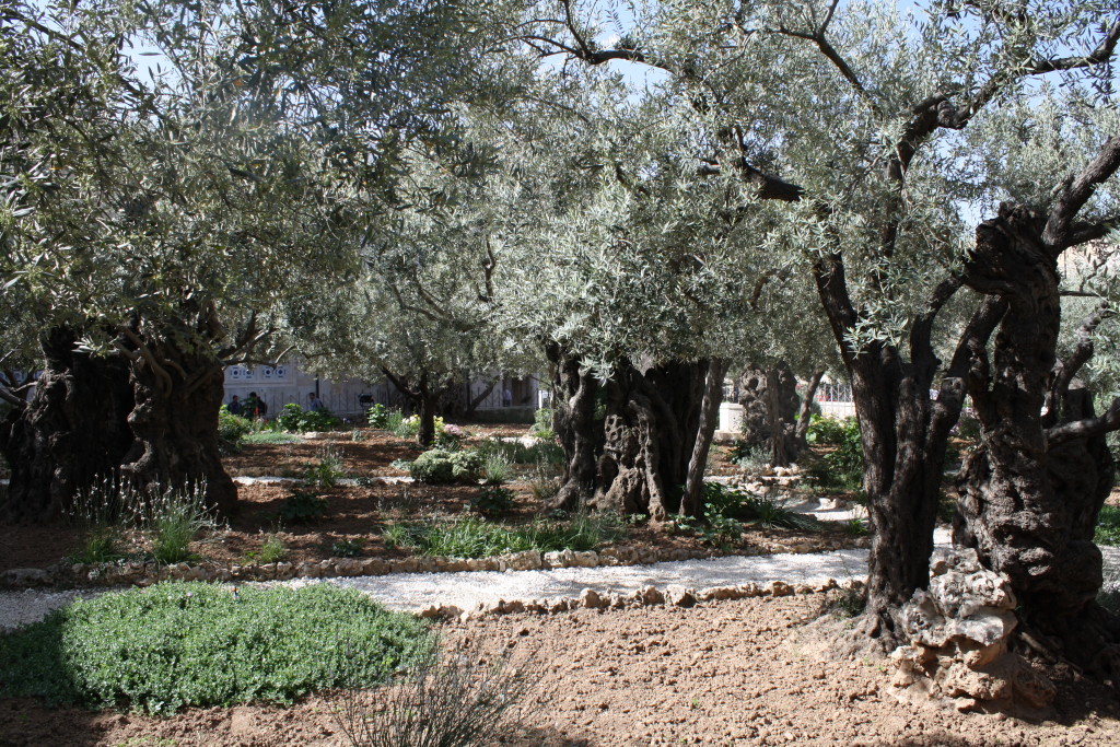 Garden of Gethsemane